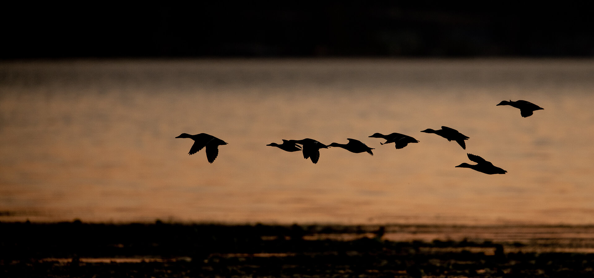 Ducks flying at dusk.